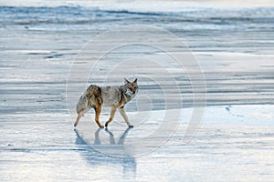 Coyote Canis Latrans howling on the frozen snowy and icy riverbank during winter in Jasper National Park photo
