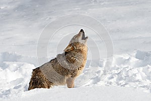 Coyote (Canis latrans) Howling in Snow Winter