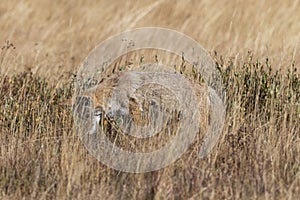 Coyote canis latrans hunting in the grasslands