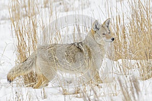 Coyote Canis latrans hunting in the snow