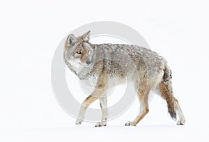 Coyote Canis latrans isolated on white background closeup in winter snow in Canada