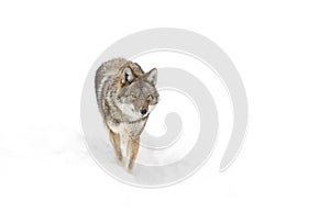 Coyote Canis latrans isolated on white background walking and hunting in the winter snow in Canada