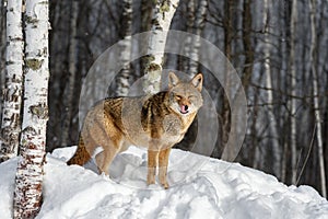 Coyote (Canis latrans) Licks Nose While Looking Out From Edge of Birch Forest Winter