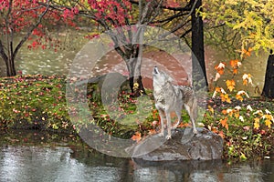 Coyote (Canis latrans) Lifts Head Howling in the Rain Autumn