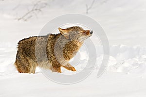 Coyote (Canis latrans) Lifts Head to Shake Off Snow Winter
