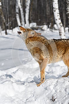 Coyote (Canis latrans) Lifts Paw and Head to Howl Winter