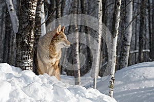 Coyote (Canis latrans) Looking Right in Falling Snow Back to Tree Winter