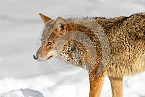 Coyote Canis latrans Looks Back Down Side Winter