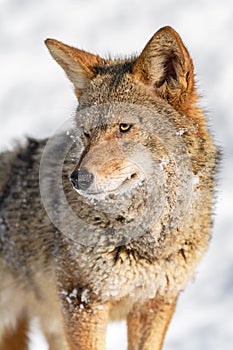 Coyote (Canis latrans) Looks Down and to Left Winter