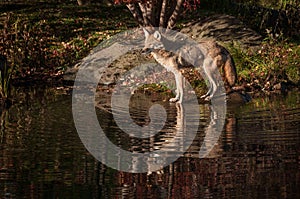 Coyote Canis latrans Looks Left With Reflection