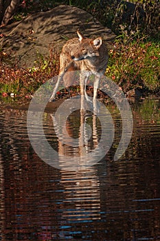 Coyote Canis latrans Looks Left With Reflection