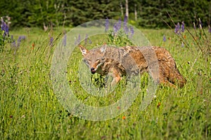 Coyote Canis latrans Looks Out Licking Nose