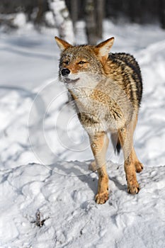 Coyote (Canis latrans) Looks Out Mouth Slightly Open Starting Howl Winter