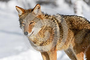 Coyote (Canis latrans) Looks Out Shadow of Second Winter