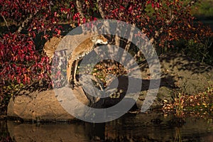 Coyote Canis latrans Looks Right From Rock