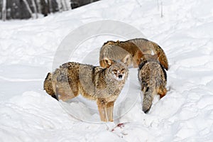 Coyote (Canis latrans) Looks Up From Blood in Snow With Pack Winter