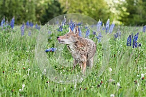 Coyote Canis latrans Looks Up Licking Mouth