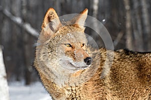 Coyote (Canis latrans) Looks Up and to Right Alone Winter