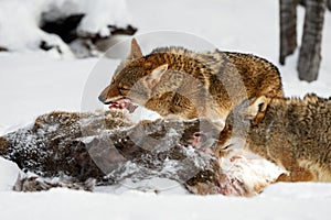 Coyote (Canis latrans) Munches on Meat From Deer Body Winter