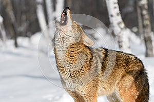Coyote (Canis latrans) Nose to Sky Howling Winter