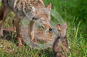 Coyote (Canis latrans) Nose Touch