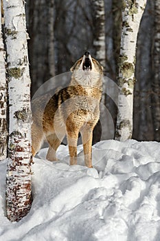 Coyote (Canis latrans) Nose Up Howling Out Winter