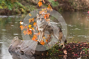 Coyote Canis latrans Paws Up on Rock Looks Out Autumn