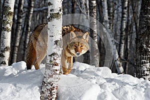 Coyote (Canis latrans) Peers Out From Behind Birch Tree Winter