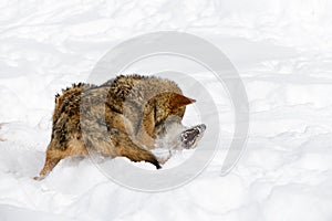 Coyote (Canis latrans) Pins Packmate in Snow Teeth Showing Winter