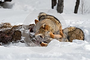 Coyote (Canis latrans) Pins and Snarls at Packmate at White-Tail Deer Carcass Winter