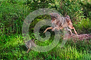 Coyote (Canis latrans) Pounces After Pup - Pup in Motion