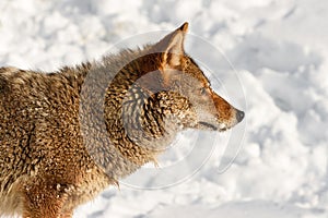 Coyote (Canis latrans) in Profile Looking Right Winter