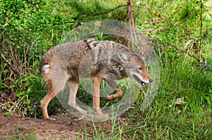 Coyote (Canis latrans) Prowls by Den