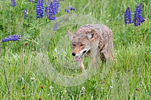 Coyote Canis latrans Prowls Through Grass