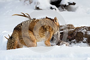 Coyote (Canis latrans) Pulls Piece of Fur From Body of White-Tail Deer Winter