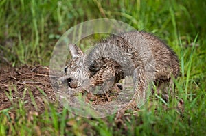 Coyote (Canis latrans) Pup Digs Up Meat Snack