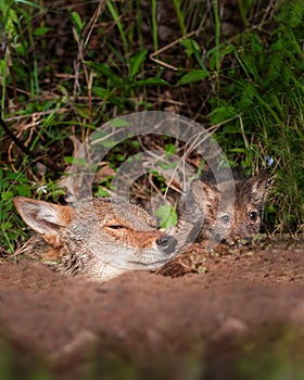 Coyote (Canis latrans) and Pup Peek out of Den