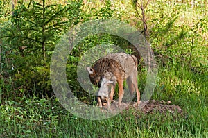 Coyote (Canis latrans) and Pup Stand Outside Den