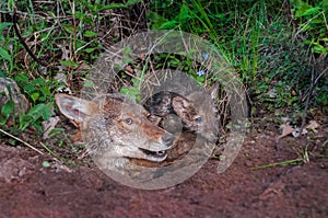 Coyote (Canis latrans) and Pup Stick Heads out of Den