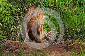 Coyote (Canis latrans) Pups Pops Head out of Densite