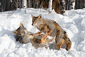 Coyote (Canis latrans) Pushes Away Packmate With All Four Paws Winter