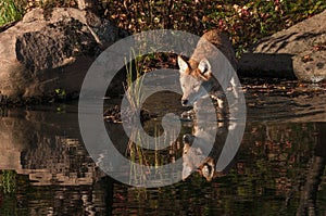 Coyote Canis latrans Reflected Walks Into Water