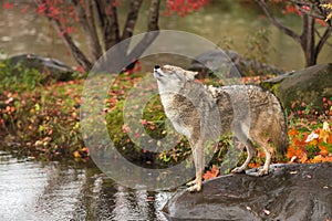 Coyote Canis latrans on Rock Lifts Head to Howl Autumn