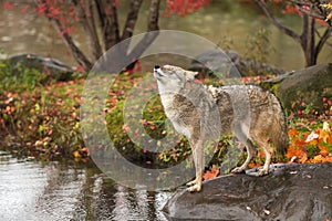 Coyote Canis latrans on Rock Lifts Head to Howl Autumn photo