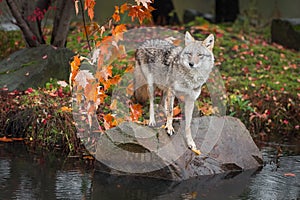 Coyote Canis latrans on Rock With Paw on Leaf