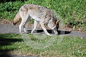 Coyote, Canis latrans on the scent in Golden Gate Park, 4.