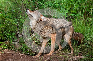 Coyote (Canis latrans) Shake