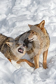 Coyote (Canis latrans) Shows Teeth to Packmate Winter