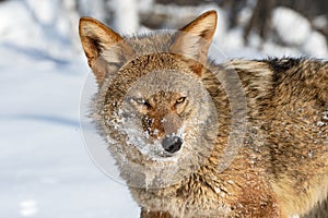 Coyote (Canis latrans) Side Eye Winter