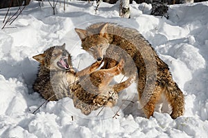 Coyote (Canis latrans) Snarls and Pushes Second Away With Feet Winter